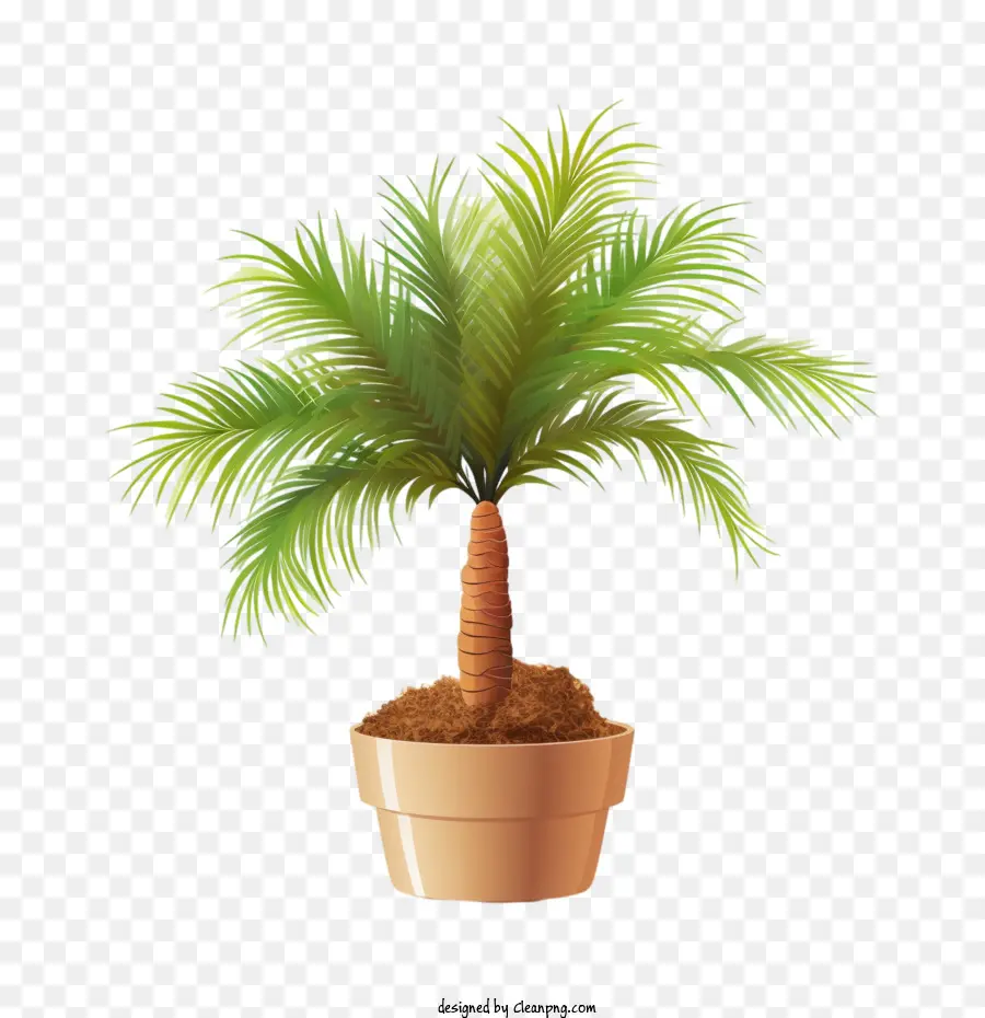 пальму，кокосовое дерево PNG