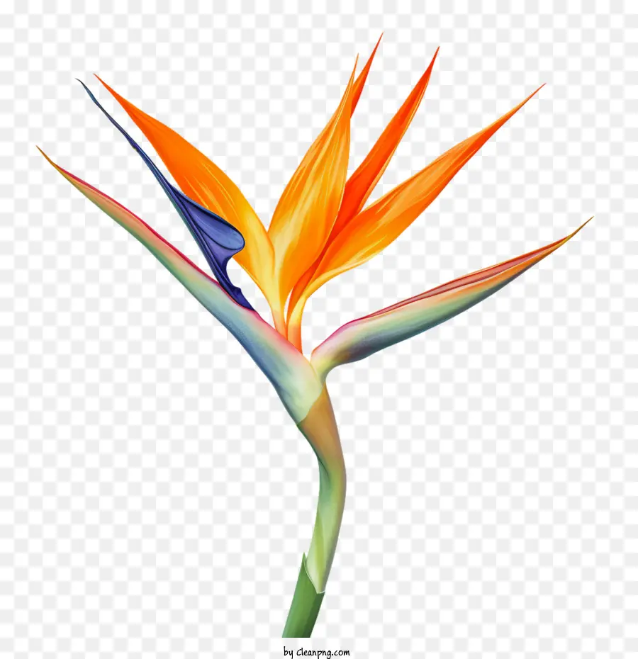 Birdofparadise Flower，райская птица PNG