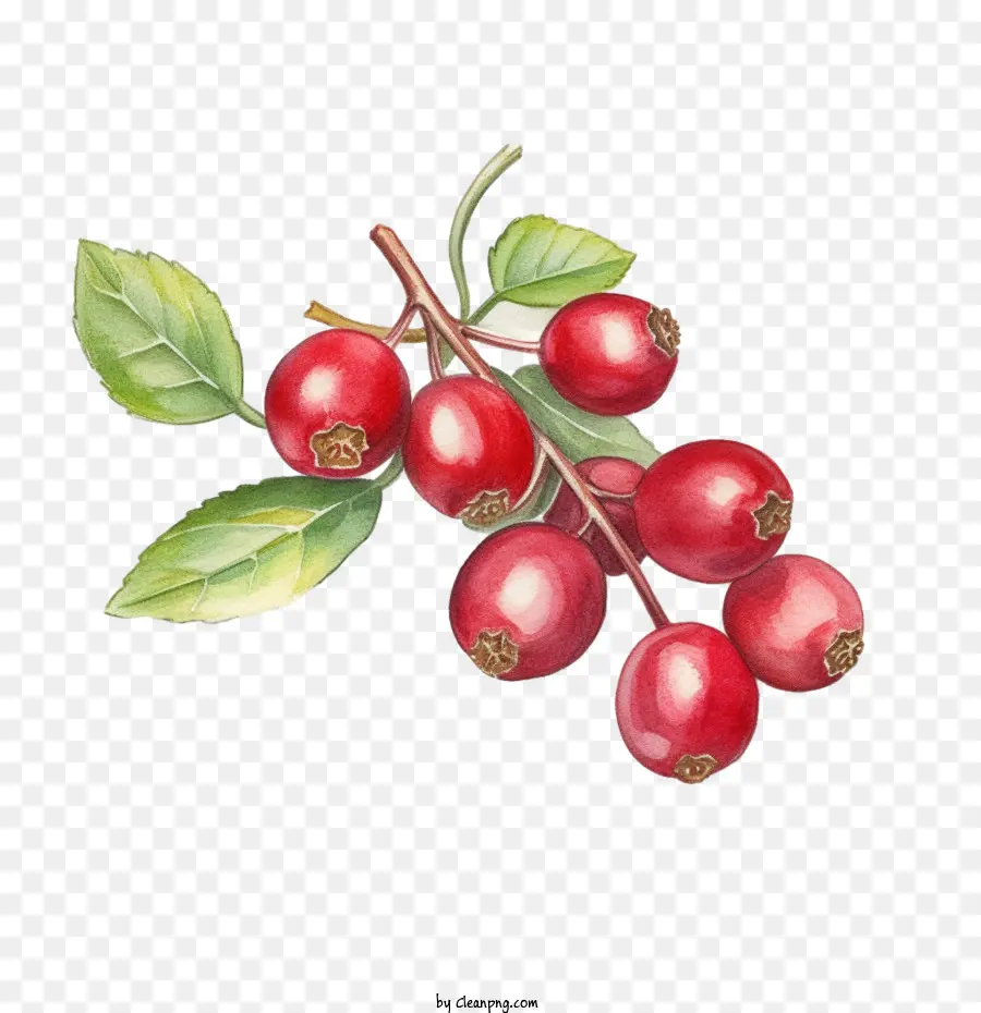Cranberries，яблоко PNG