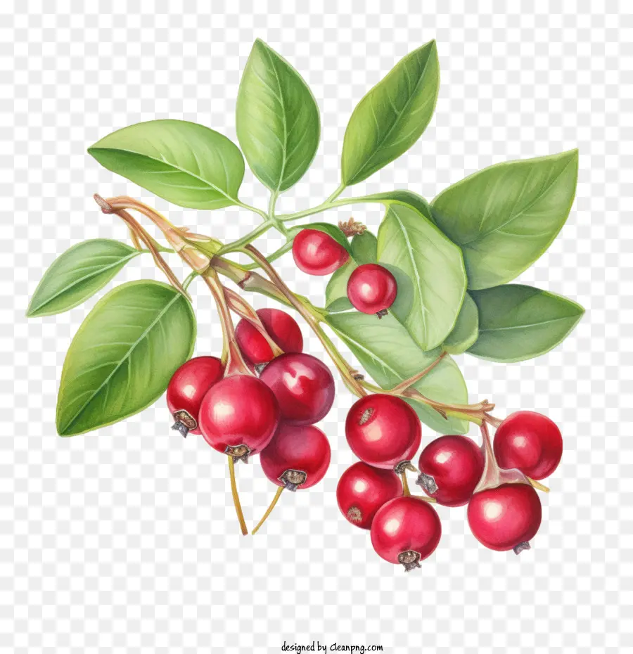Красная клюква，Berries PNG