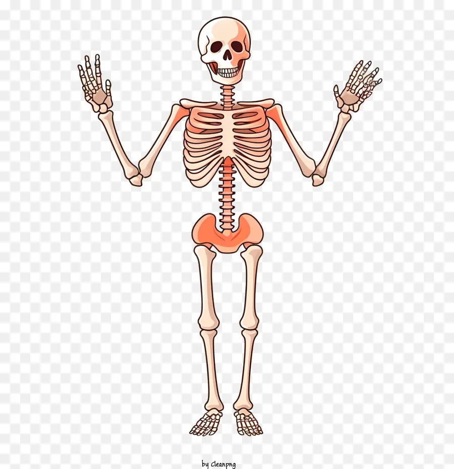 скелет Хэллоуин，череп PNG