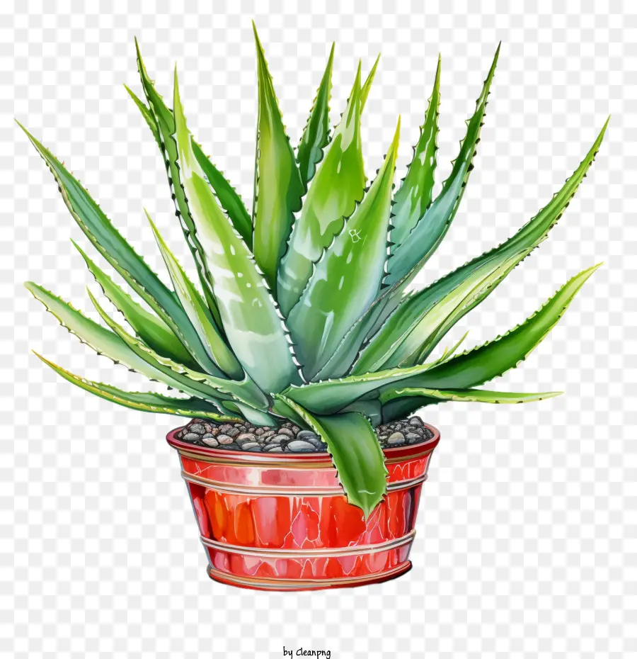алоэ вера，Aloe Vera Plant PNG