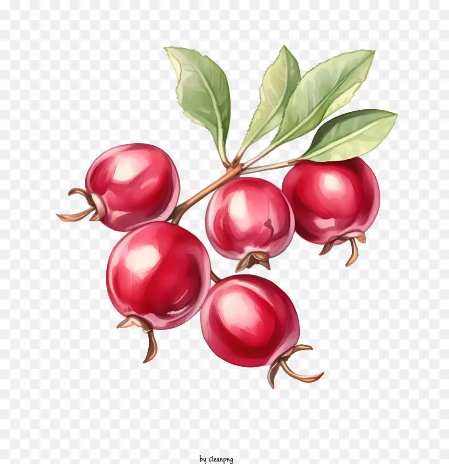 Cranberries，малина PNG