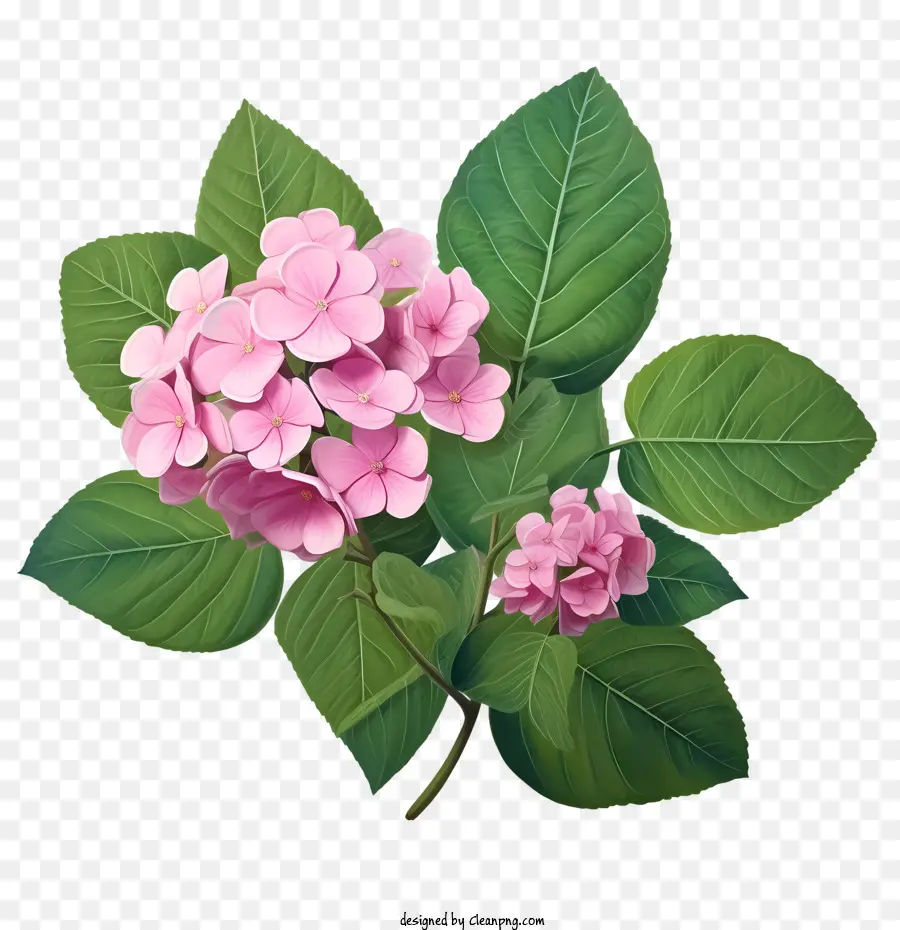 Гортензия цветок，Розовые цветы PNG