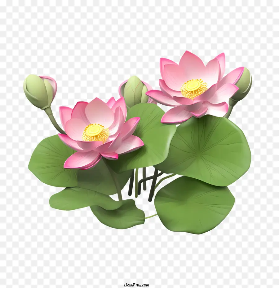 Лотос，цветок PNG