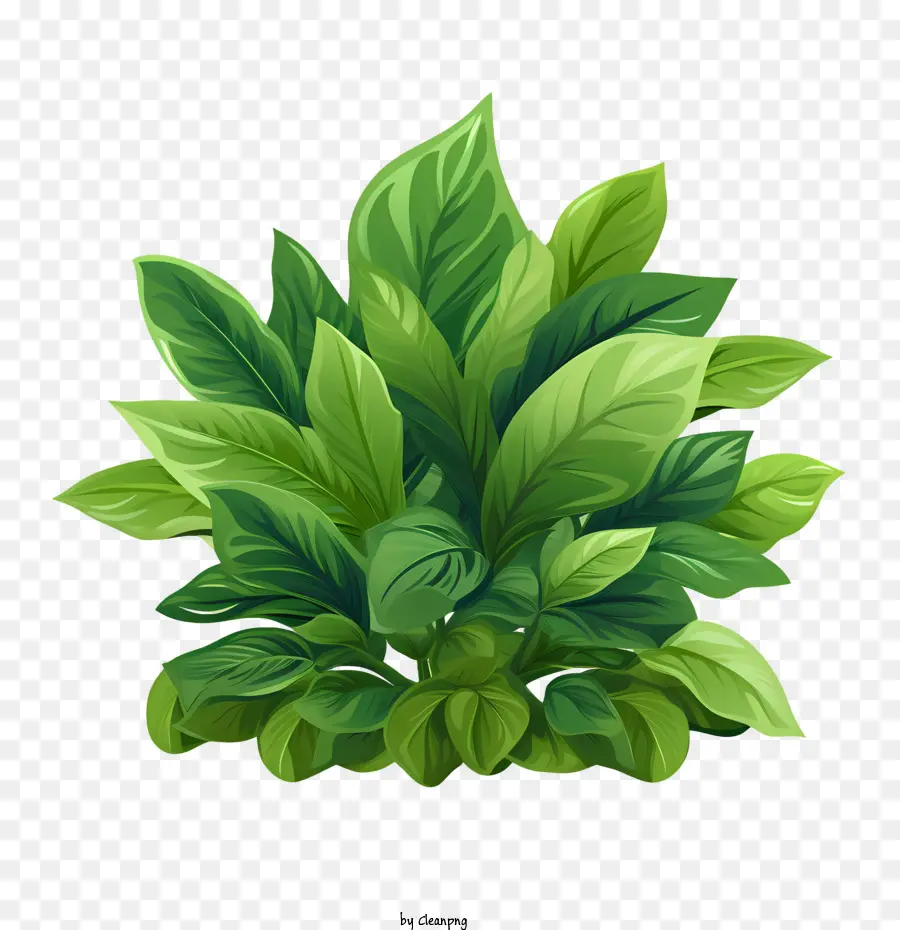 зеленое растение，зеленый PNG