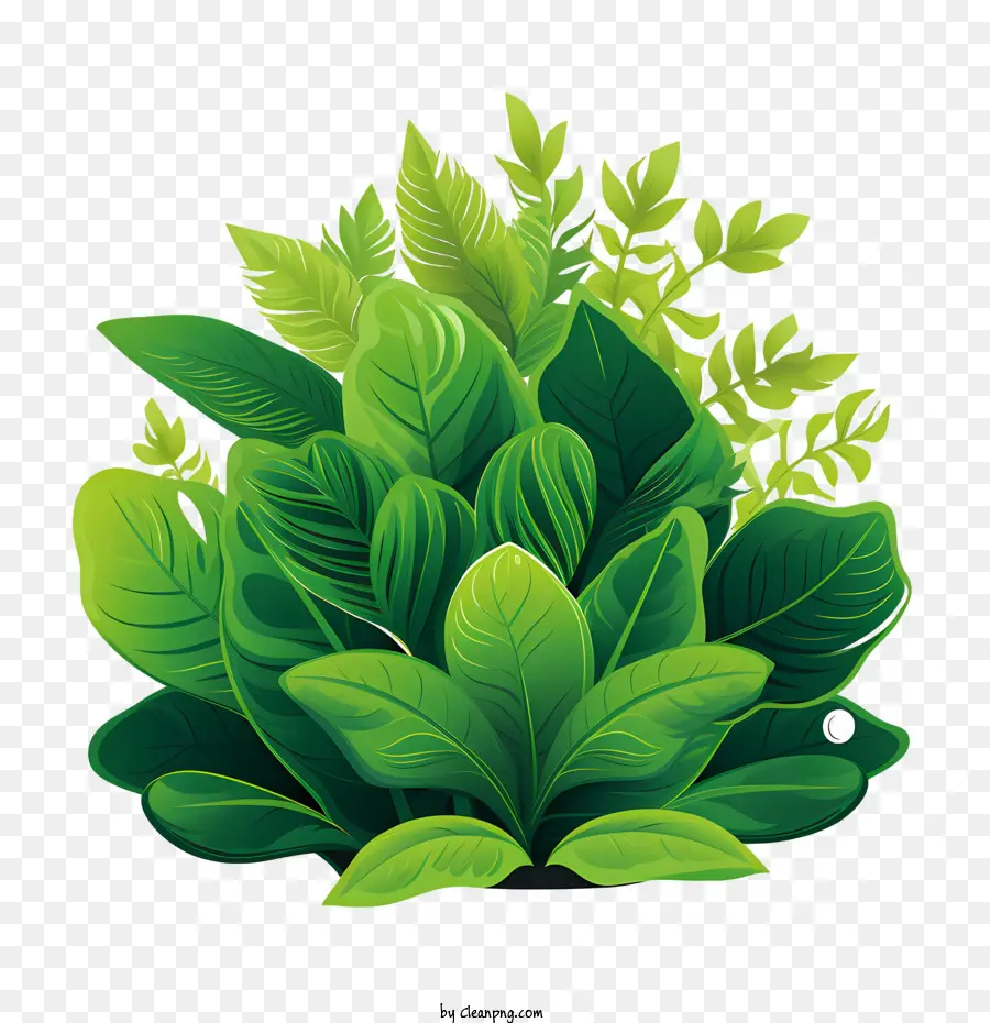 зеленое растение，Лист PNG