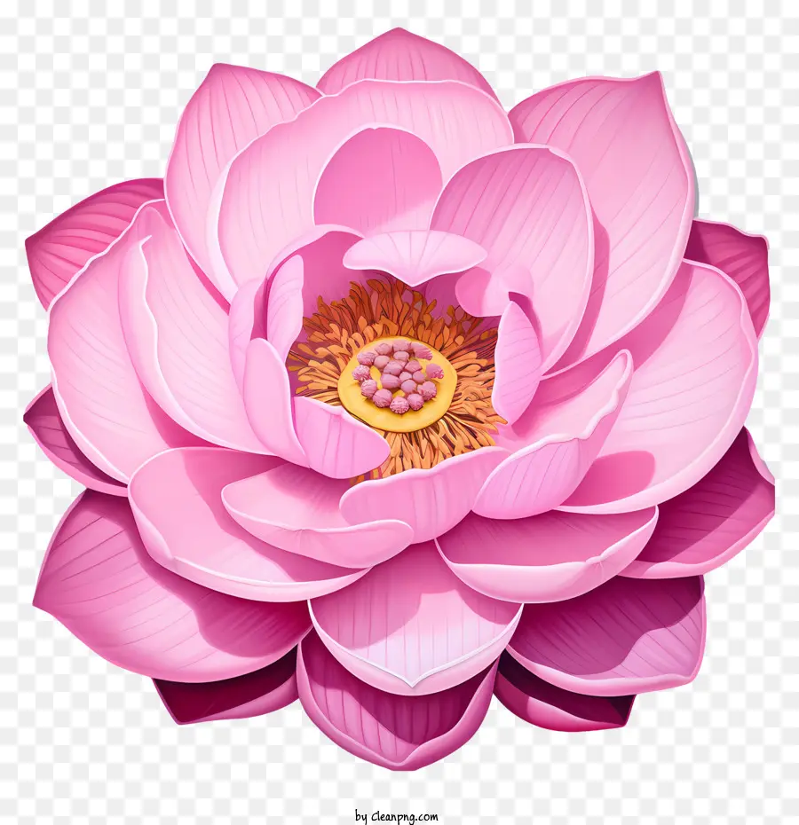 Цветок Лотоса，розовый Лотос PNG