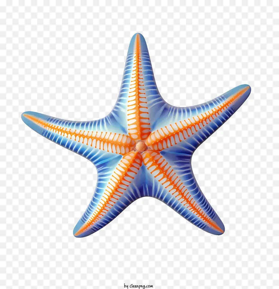 Морская звезда，Морское существо PNG