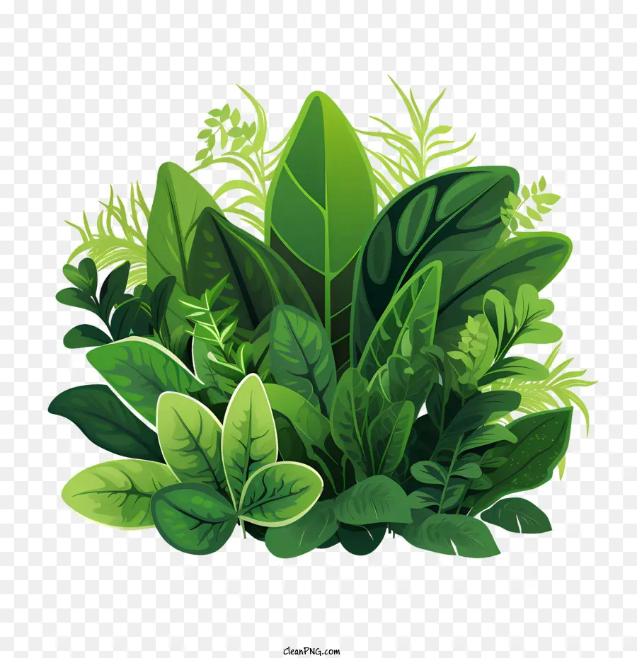 зеленое растение，трава PNG
