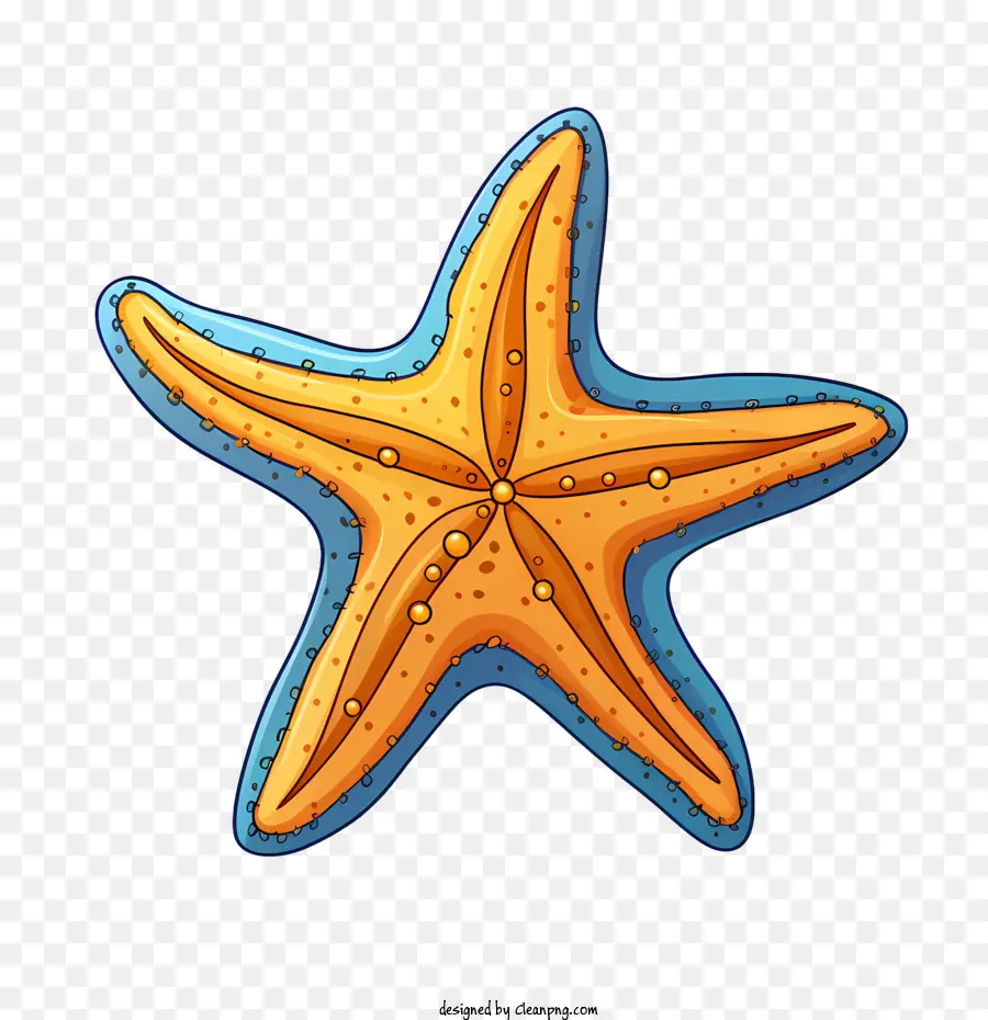 Морская звезда，океан PNG