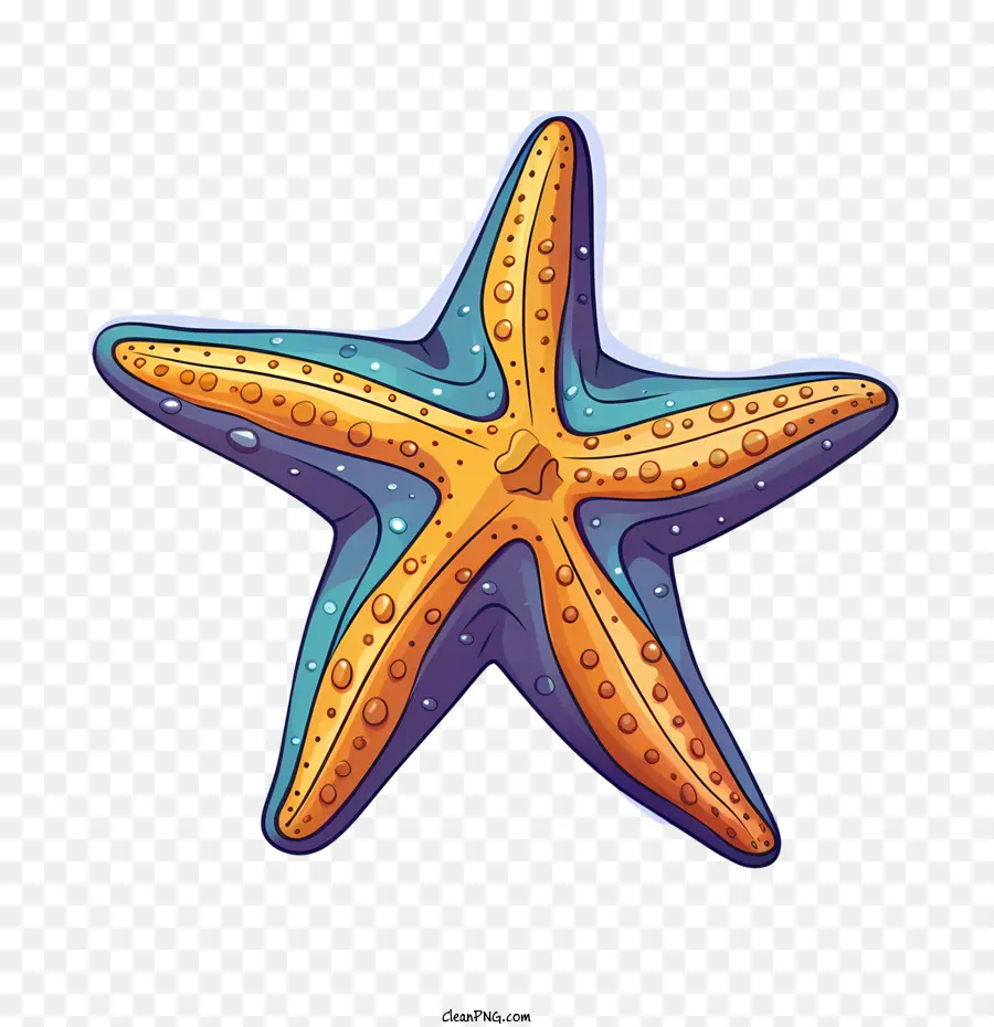Морская звезда，океан PNG