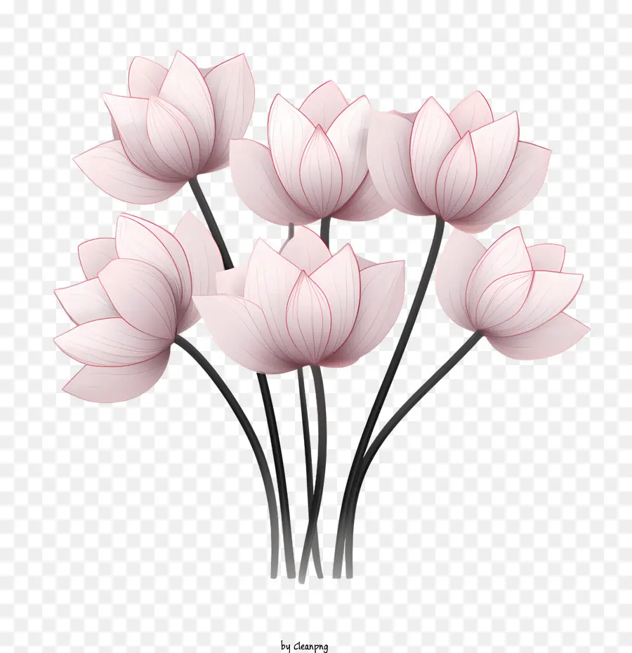 Цветок Лотоса，Розовые цветы PNG