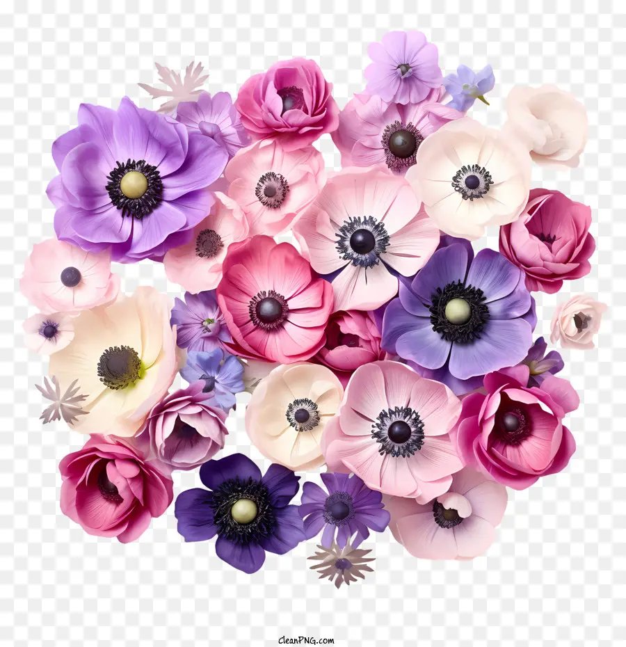 анемона цветок，красочные PNG