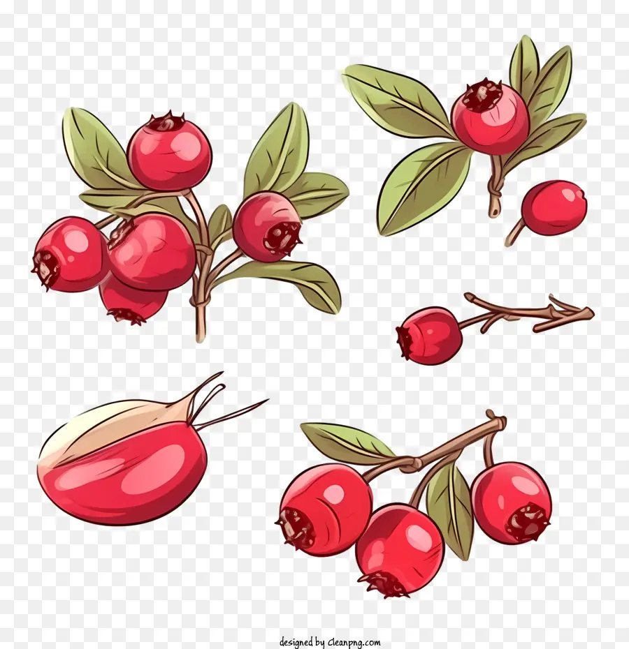 клюква，Cowberry PNG