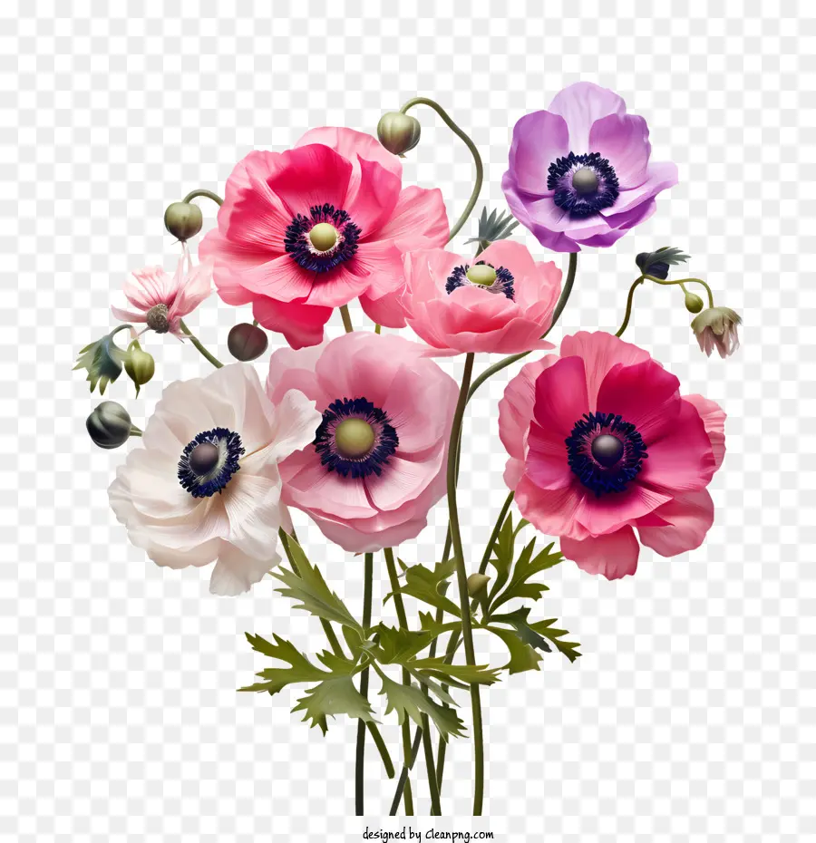 анемона цветок，букет цветов PNG