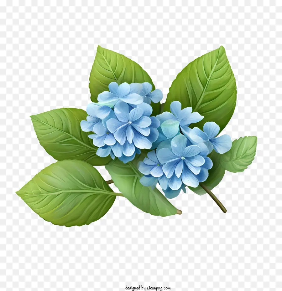 Гортензия цветок，изображение синих гортензий PNG