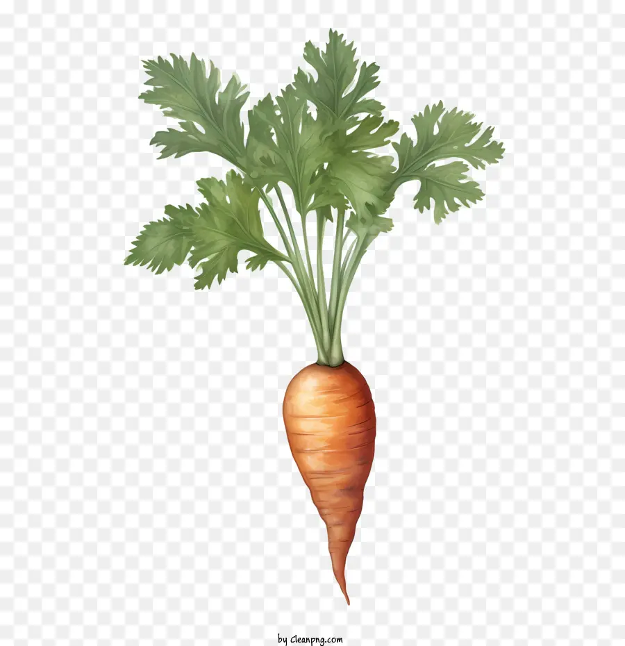 Морковный，Овощ PNG
