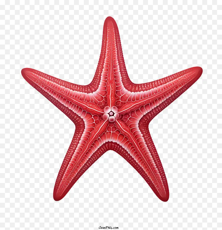Морская звезда，красный PNG