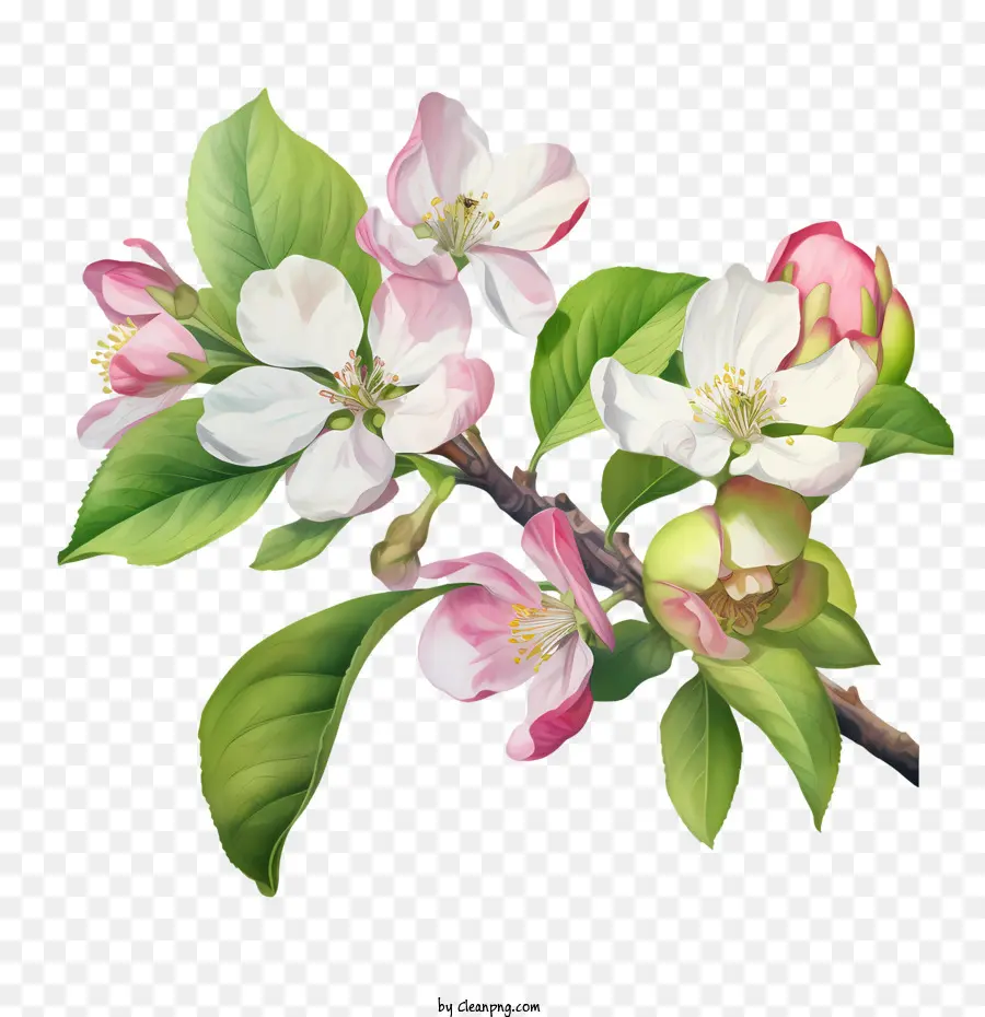 яблоневый цвет，Яблочные цветы PNG