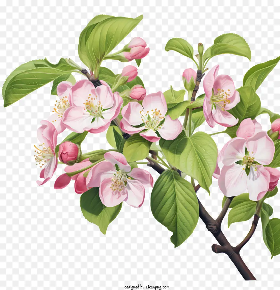 яблоневый цвет，Яблочные цветы PNG