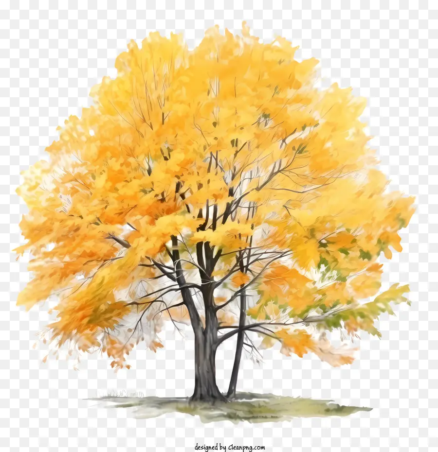 осеннее дерево，желтый дерево PNG