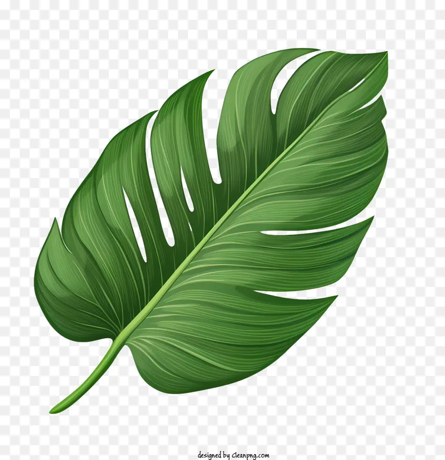 тропический лист，тропический PNG