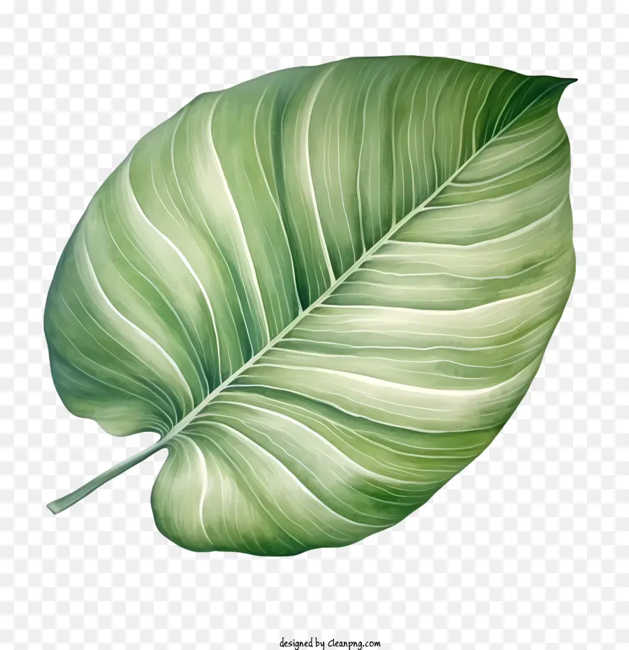 тропический лист，Лист PNG