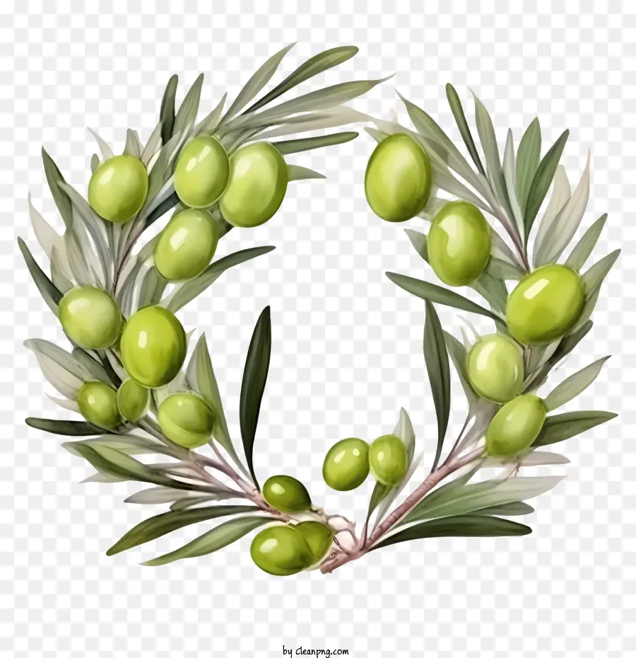 оливковый венок，Оливки PNG
