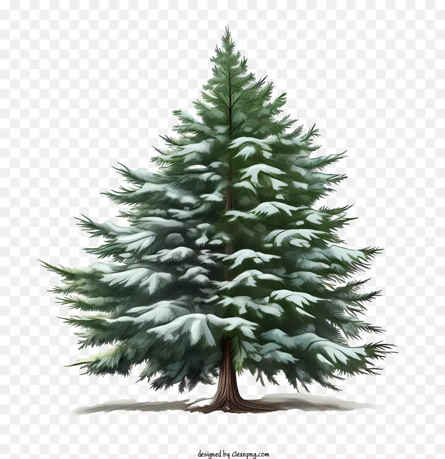 вечнозеленое дерево，Pine Tree PNG