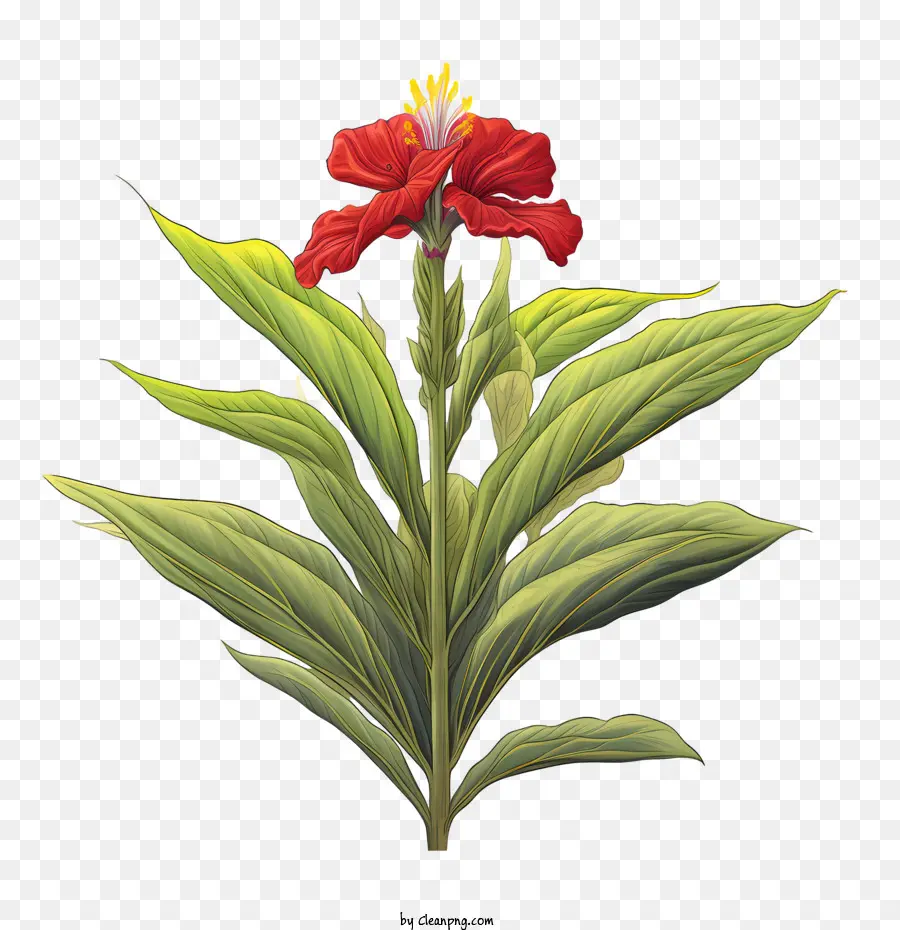 канна индика，красный цветок PNG