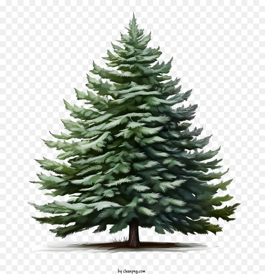 вечнозеленое дерево，Рождественская елка PNG