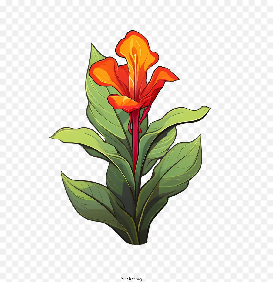 канна индика，красный цветок PNG