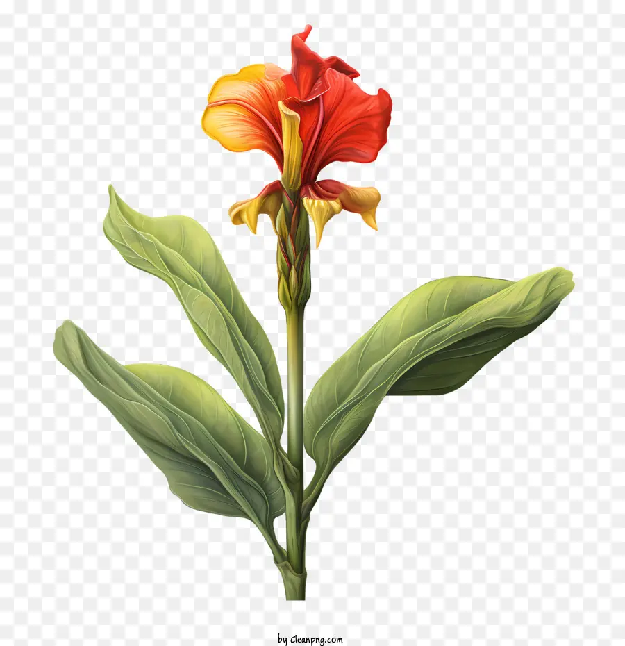 канна индика，цветок PNG