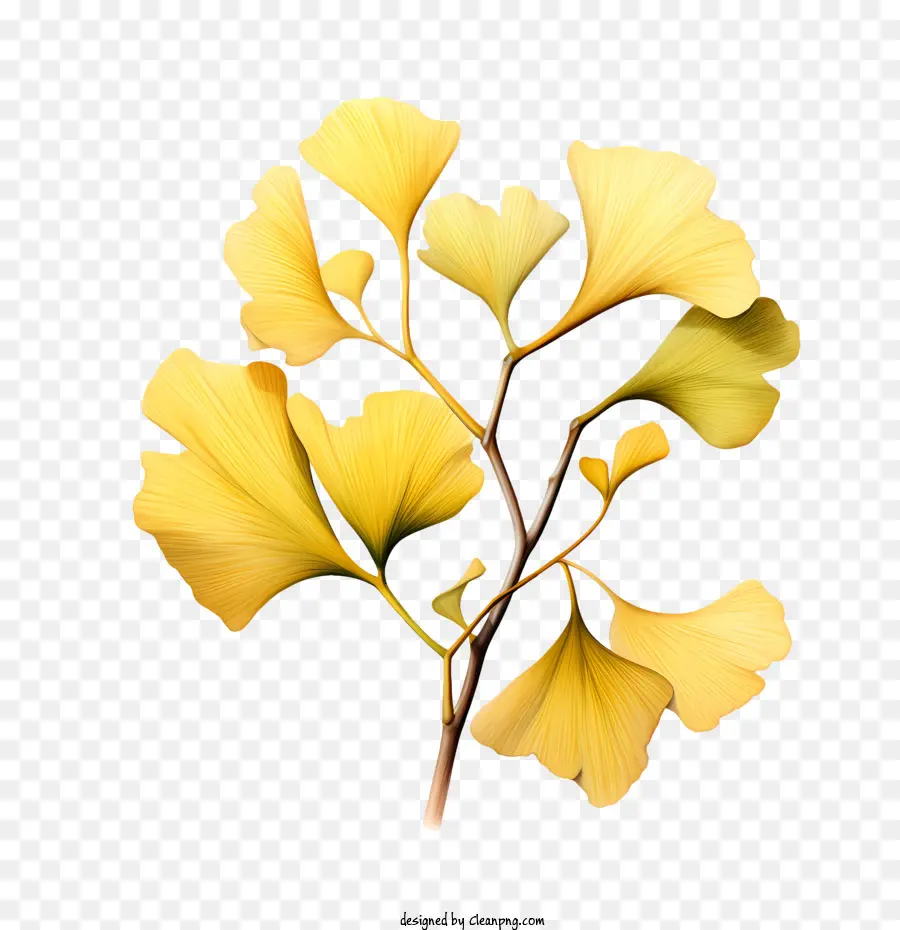Гинкго билоба，желтый PNG