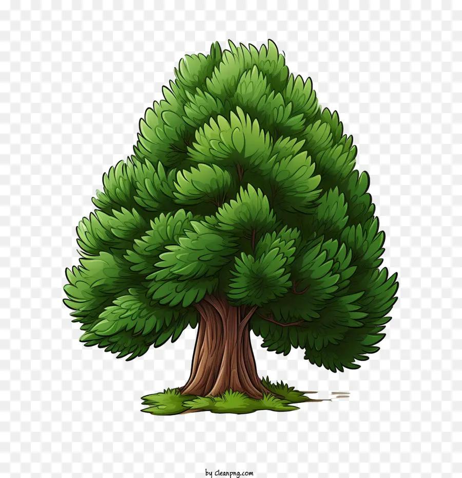 вечнозеленое дерево，Дерево PNG