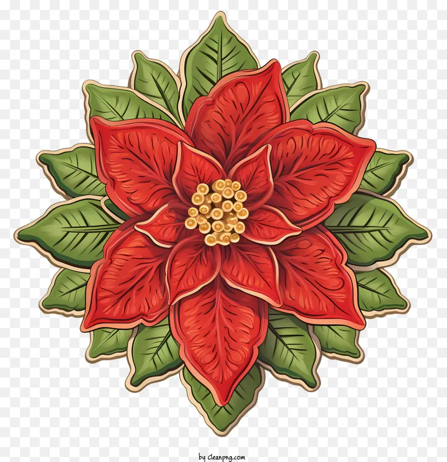 поинсеттиа цветок，красная пуансеттия PNG