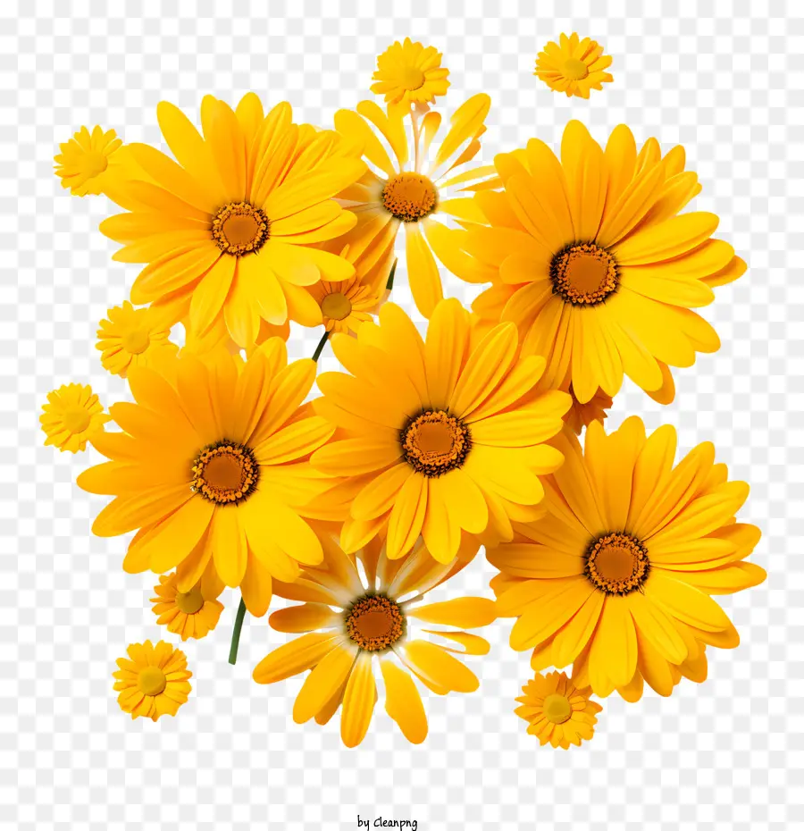 желтые цветы，Daisies PNG