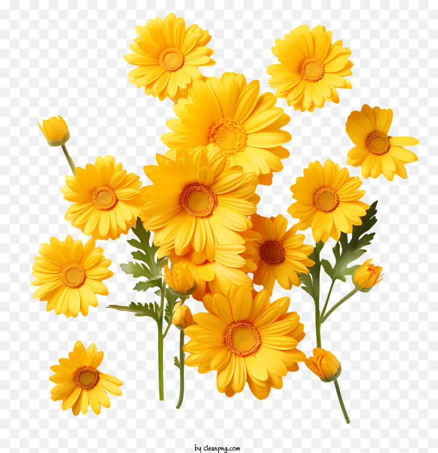 желтые цветы，Daisies PNG