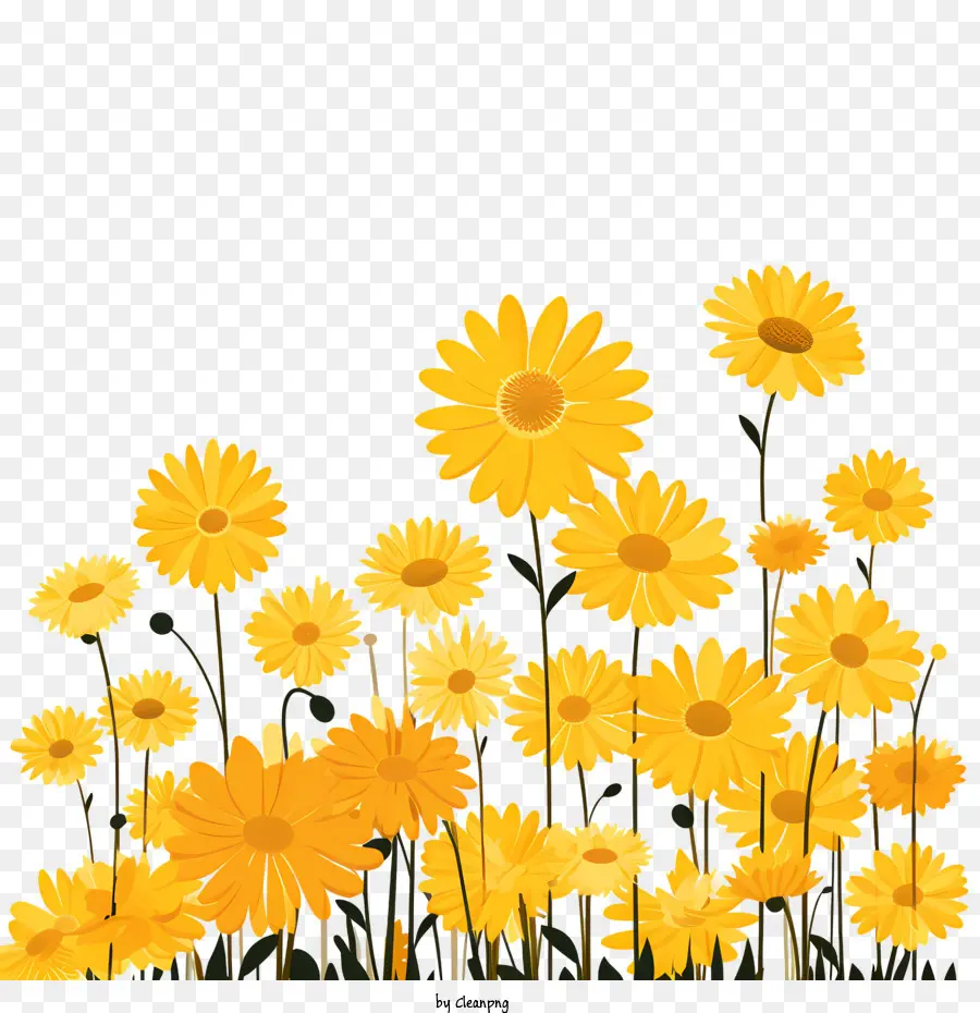желтые цветы，Daisies PNG