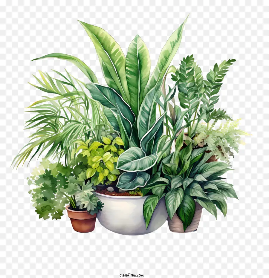 День благодарности комнаты，тропические растения PNG