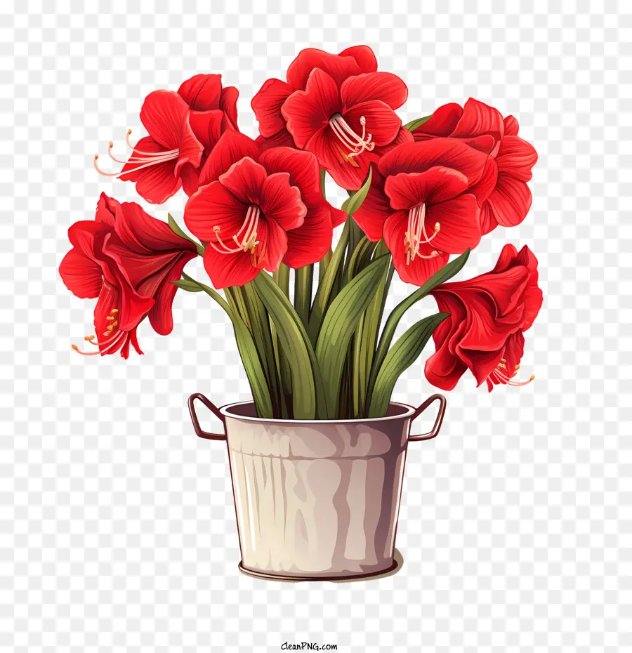 Цветок Амариллис，букет PNG