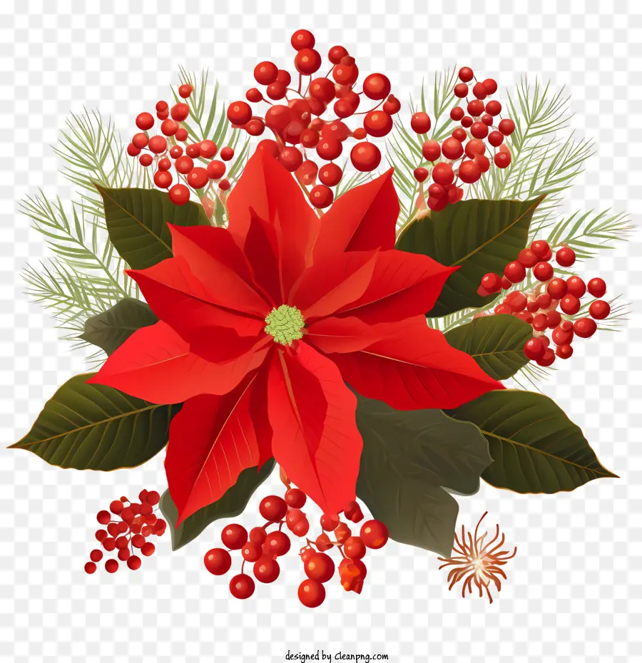 поинсеттиа цветок，красная пуансеттия PNG