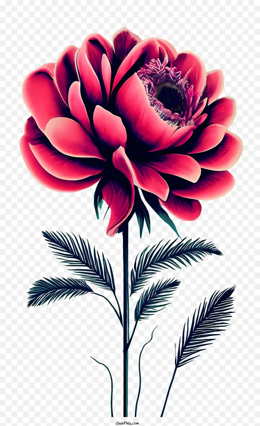 старинные розы，розовый цветок PNG