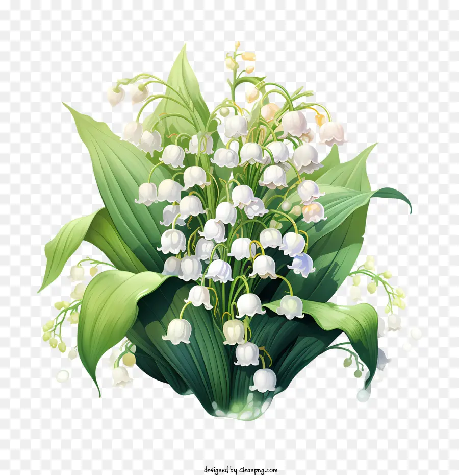 Ландыш，белые цветы PNG