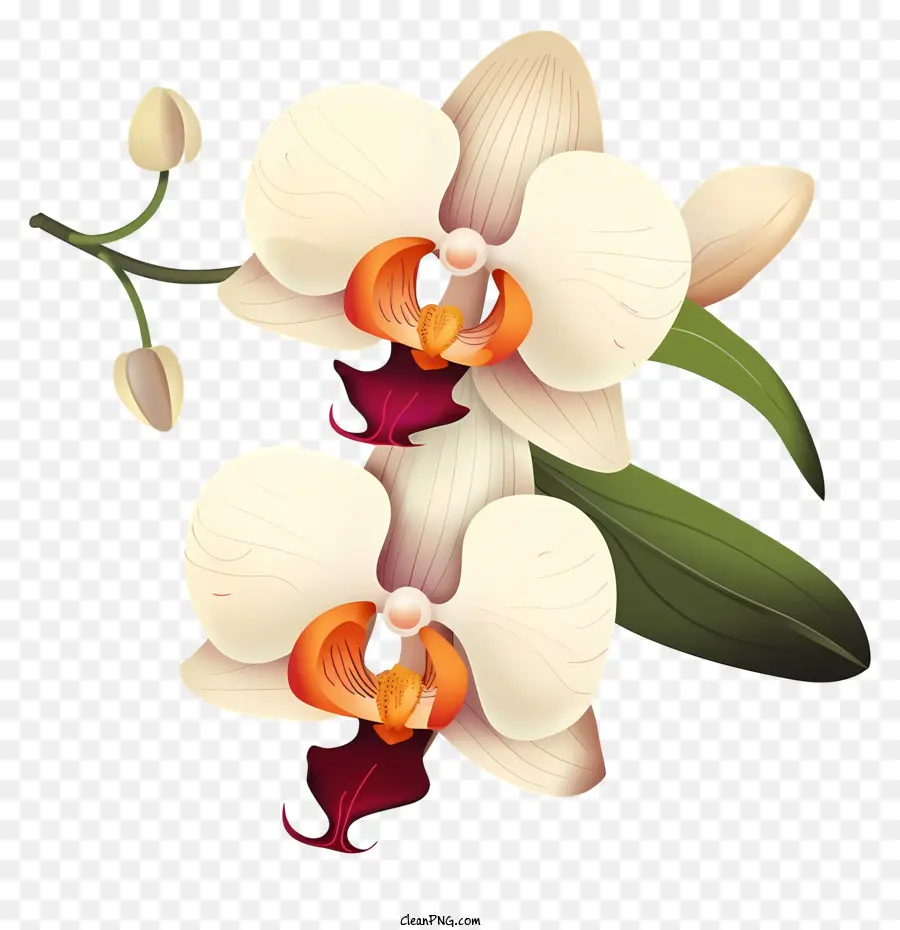 орхидея цветы，тычинка и плистики PNG