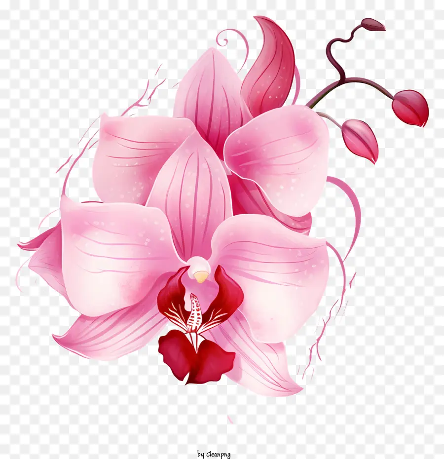 розовые орхидеи，цветок PNG