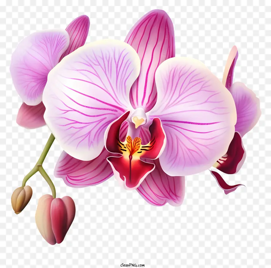 розовые орхидеи，Белые лепестки PNG