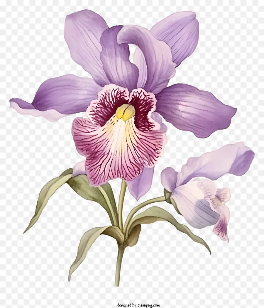 фиолетовые орхидеи，цветок PNG
