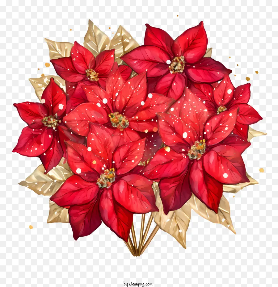 поинсеттиа цветок，Рождество PNG